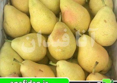 نهال گلابی شاه میوه