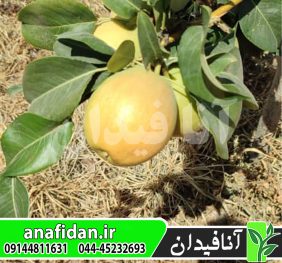 نهال گلابی مشو