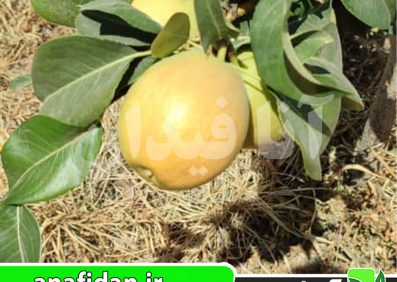 نهال گلابی مشو