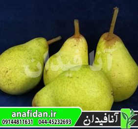 نهال گلابی ویلیام کلون