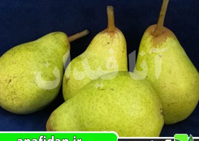 نهال گلابی ویلیام کلون