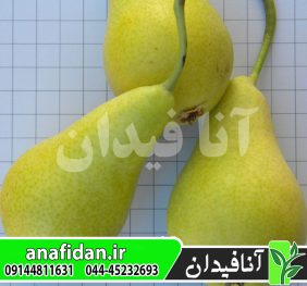 نهال گلابی کوشیا پرکاش