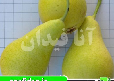 نهال گلابی کوشیا پرکاش