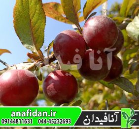 نهال آلوچه تاماریلو