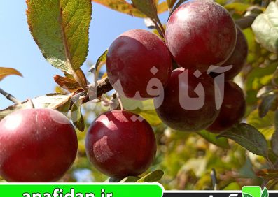نهال آلوچه تاماریلو