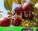 نهال آلوچه تاماریلو