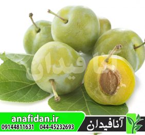 نهال آلوچه رین کلود