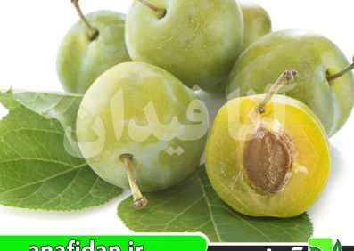 نهال آلوچه رین کلود