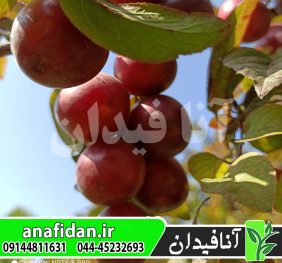نهال گوجه قرمز