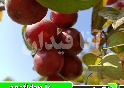 نهال گوجه قرمز