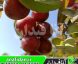 نهال گوجه قرمز