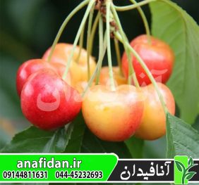 نهال گیلاس آمبرهرت
