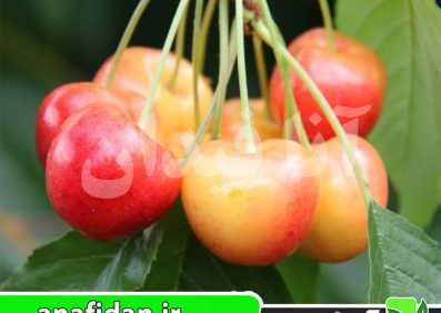 نهال گیلاس آمبرهرت