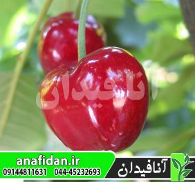 نهال گیلاس ارلی استار