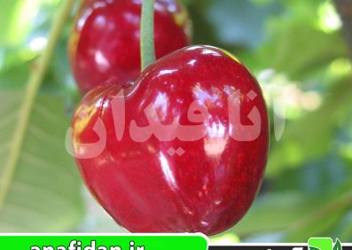نهال گیلاس ارلی استار