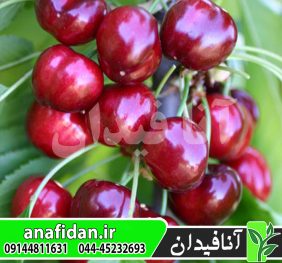 نهال گیلاس ارلی بارلت