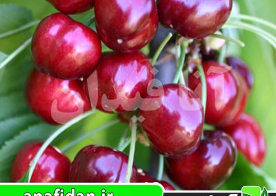نهال گیلاس ارلی بارلت