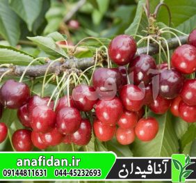 نهال گیلاس استلا