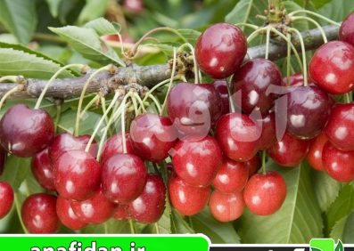 نهال گیلاس استلا