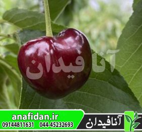 نهال گیلاس بلک استار