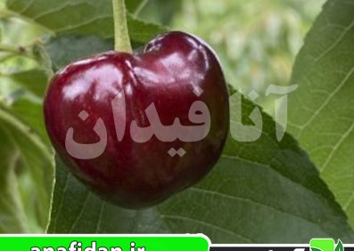 نهال گیلاس بلک استار