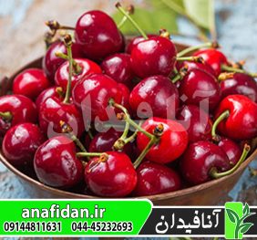 نهال گیلاس بینگ
