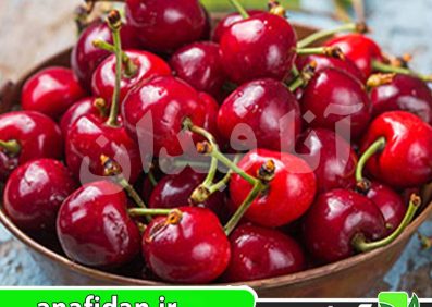نهال گیلاس بینگ