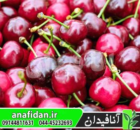 نهال گیلاس بیگارو ناپلئونی