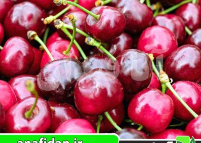 نهال گیلاس بیگارو ناپلئونی