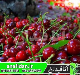 نهال گیلاس توس