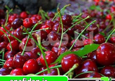 نهال گیلاس توس