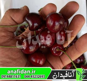 نهال گیلاس تک دانه سیاه