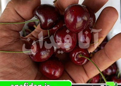 نهال گیلاس تک دانه سیاه