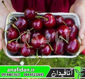 نهال گیلاس حاجی یوسفی
