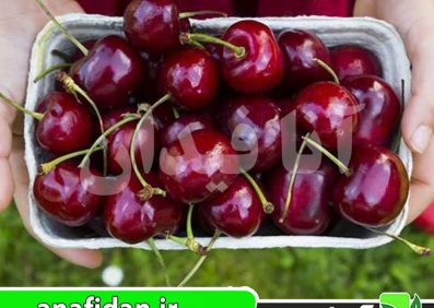 نهال گیلاس حاجی یوسفی