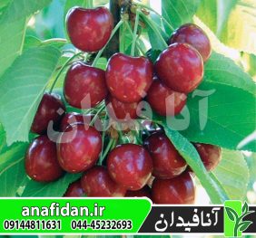 نهال گیلاس خوشه ای