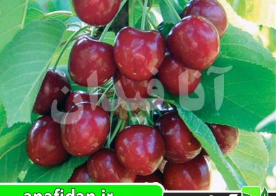 نهال گیلاس خوشه ای