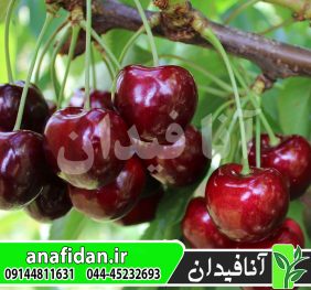 نهال گیلاس رجینا