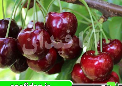 نهال گیلاس رجینا