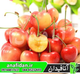 نهال گیلاس رینر پرتقالی