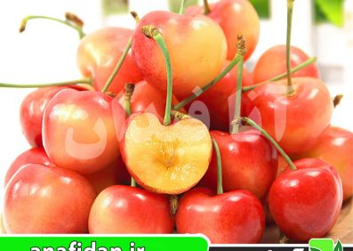نهال گیلاس رینر پرتقالی
