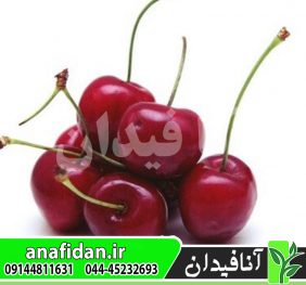 نهال گیلاس ارلی ریور