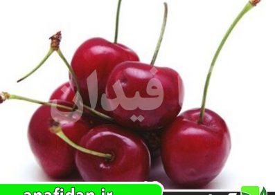 نهال گیلاس ارلی ریور