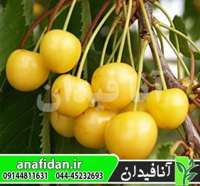 نهال گیلاس زرد موزی