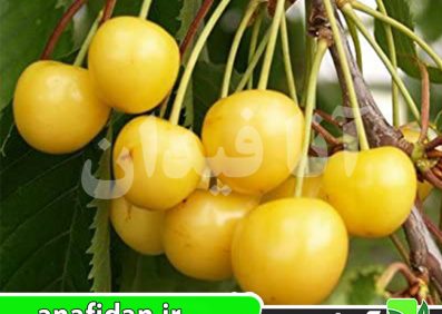 نهال گیلاس زرد موزی