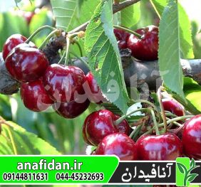 نهال گیلاس سامیت