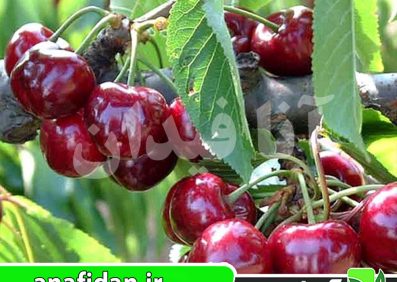 نهال گیلاس سامیت