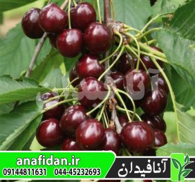 نهال گیلاس سانبرست