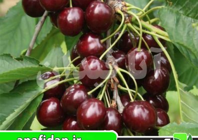 نهال گیلاس سانبرست