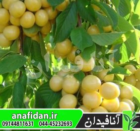نهال گیلاس سفید 90